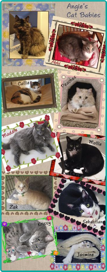 What a beautiful collection of well-loved and pampered cats!