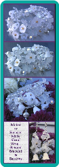 Winter or Summer White Floral Wrap-Around Bracelet